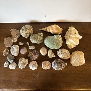 Shells & Rock Lot Coastal Natural Conch Scallop Beach Decor Crafts Aquarium K